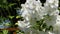 White philadelphus shrub and hoverfly
