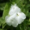 White phlox