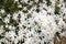 White phlox