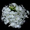 White Phlox Flowers Isolated on Black Background