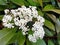 White Photinia flowers on a bush