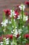 White Physostegia flowers with Red Monada flowers at the background