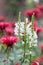 White Physostegia flowers with Red Monada flowers at the background
