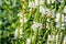 White Physostegia virginiana, Crown of Snow, bushes of wild white flowers, Crystal Peak White.