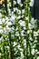 White Physostegia virginiana, Crown of Snow, bushes of wild white flowers, Crystal Peak White, Vertical photo