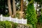 White picket fence with cattails