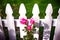 White picket fence and pink roses