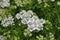 White and picturesque Flowers of Parsley