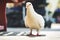 A white pidgeon looking for food on the street at daylight