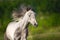 White piebald horse