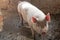 White Pig in Muddy Pen with Backlit Pink Ears