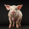 White Pig Studio Shot On Isolated Background