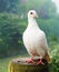 White pigeon