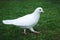 White pigeon