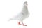 White pigeon