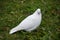 White pigeon