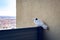 A white pigeon with dark spots sits on the railing and looks with sleepy eyes.