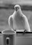 White pigeon dove drink water rest cup of water black and white pigeon dove window