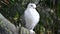 White Pigeon or Dove known as the Oriental Frill Pigeon a fancy domestic pigeon breed for showing and breeding. C