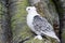 White Pigeon or Dove known as the Oriental Frill Pigeon a fancy domestic pigeon breed for showing and breeding. Feathered feet.