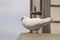 White pigeon at dovecote