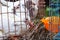 White pigeon doves in a metal wire cage, on sale at market in Qingdao, China