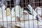 White pigeon doves in a metal wire cage, on sale at market in Qingdao, China