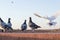 White pigeon flying and some ferral pigeons.