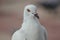 White pigeon. Front view of the face of Rock Pigeon face to face.