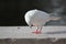 White pigeon. Front view of the face of Rock Pigeon face to face. Pigeon on street.