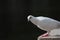 White pigeon. Front view of the face of Rock Pigeon face to face. Pigeon on street.