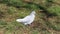 White Pigeon on a Grassy Field in Madeira on a Sunny Day