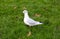 White pigeon on a green meadow