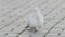 White pigeon jumping on one leg - disabled street birds