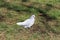 White Pigeon on a Meadow in Madeira