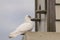 White pigeon perched at dovecote