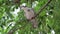 White pigeon sitting on tree branch