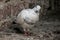 White pigeon sitting on wall and staring at camera