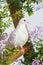 White pigeon sitting on wooden stepladder in pink flowers. beautiful wedding bird in decorative plants on white background