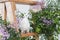 White pigeon sitting on wooden stepladder in pink flowers. beautiful wedding bird in decorative plants on white background