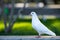 A white Pigeon is standing on concrete step and looking its right direction with green grass background in the park.