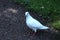White Pigeon Standing on a Gravel