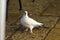 A white pigeon waits patiently for food under the table of a bar in Corfu