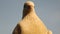 white Pigeon on the wall at rural area