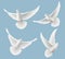 White pigeons. Dove love flying birds in sky symbols of freedom and wedding vector realistic pictures