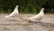 The white pigeons on the ground, close view.