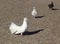 White pigeons. Three pigeons on a gray paving stone