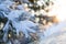 White pine tree branches covered in freshly fallen snow as the sun rises gently in the background