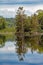 White Pine Tree Refected In Calm Waters