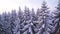 The white pine trees in a winter